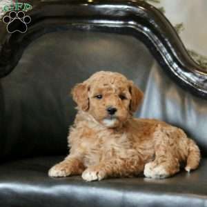 Hazel, Mini Goldendoodle Puppy